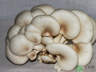吃平菇有什么好處？平菇怎么做好吃？