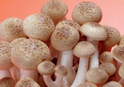 草菇可以放冰箱嗎？草菇放冰箱還能吃嗎？