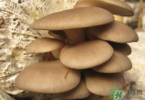 吃平菇會中毒嗎？平菇吃了會中毒嗎？
