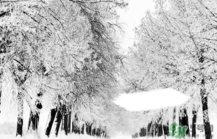 小雪喝什么茶？小雪茶品推薦