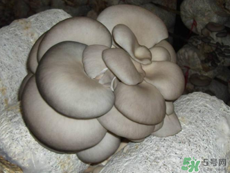 平菇是什么樣子？平菇是怎么長(zhǎng)出來的？
