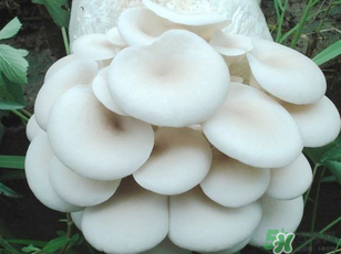 坐月子能吃平菇嗎？坐月子能不能吃平菇？