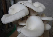 坐月子能吃平菇嗎？坐月子能不能吃平菇？