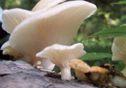 孕婦可以吃平菇嗎？孕婦吃平菇有什么好處？