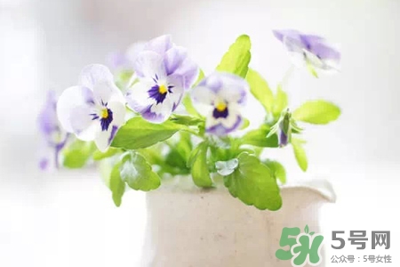 冬天陽臺(tái)種什么植物好？冬天種什么植物好養(yǎng)活？
