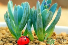 冬天陽臺(tái)種什么植物好？冬天種什么植物好養(yǎng)活？
