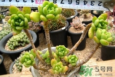 冬天陽臺(tái)種什么植物好？冬天種什么植物好養(yǎng)活？