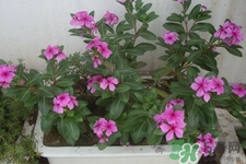 冬天陽臺(tái)種什么植物好？冬天種什么植物好養(yǎng)活？