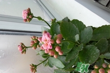 冬天陽臺(tái)種什么植物好？冬天種什么植物好養(yǎng)活？