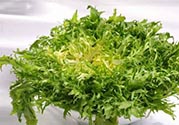 苦菊可以減肥嗎？苦菊怎么吃可以減肥？