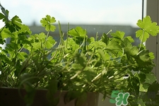 吃香菜會(huì)過敏嗎?香菜過敏怎么辦