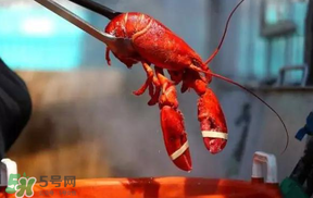 冬天有小龍蝦嗎？冬天吃小龍蝦好嗎？