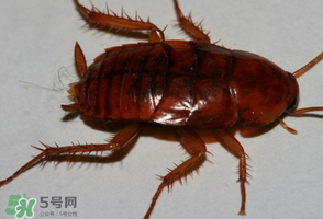冬天有蟑螂嗎？蟑螂冬天還有嗎？