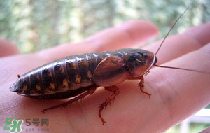 冬天有蟑螂嗎？蟑螂冬天還有嗎？