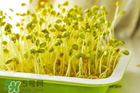 冬天可以發(fā)豆芽嗎？冬天怎樣發(fā)黃豆芽？