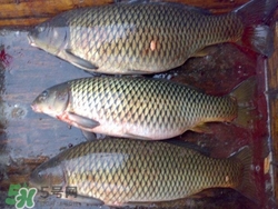 青魚是什么魚?青魚的營(yíng)養(yǎng)價(jià)值及功效