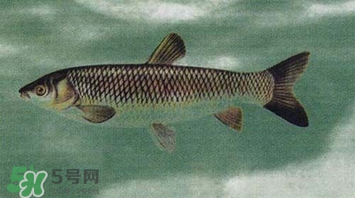 青魚是什么魚?青魚的營(yíng)養(yǎng)價(jià)值及功效