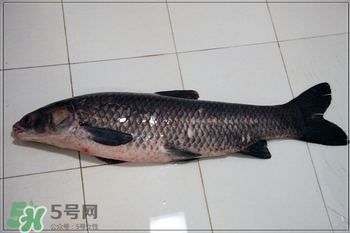 青魚是什么魚?青魚的營(yíng)養(yǎng)價(jià)值及功效