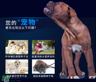 狗狗營養(yǎng)膏一天吃幾次？狗狗營養(yǎng)膏一天喂多少？