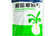 冬天喝板藍根好嗎？板藍根的功效與作用