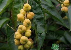 巴豆可以治療便秘嗎？便秘可以吃巴豆嗎？