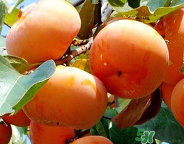 一天可以吃幾個柿子？柿子每天可以吃幾個？