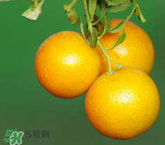 新鮮的桔子怎么保存？新鮮桔子儲(chǔ)存方法