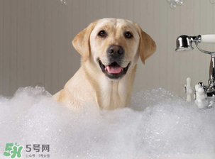 冬天狗狗多久洗一次澡？狗狗冬天久洗一次澡？