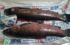 新鮮魚怎么腌制咸魚塊？咸魚塊怎么腌制