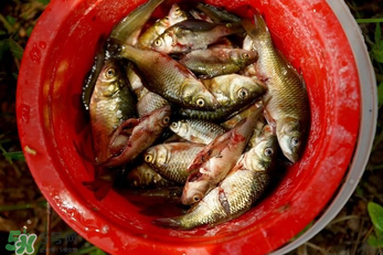 腌魚用什么容器？腌魚用什么裝？