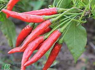 辣椒變紅能吃嗎？辣椒為什么會變紅？