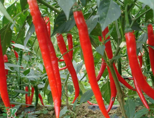 辣椒變紅能吃嗎？辣椒為什么會變紅？