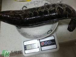 一斤魚可以做多少魚丸？一斤魚可以做幾個魚丸？