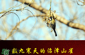 2017年三九四九是什么時候？2017年四九是哪天？