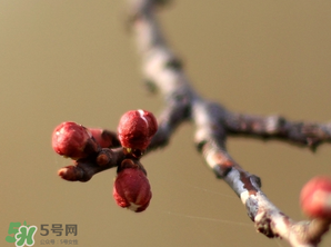六九是幾號(hào)？2017年六九是哪天？