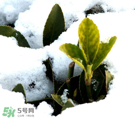 小寒是幾九？2017年小寒是幾九？