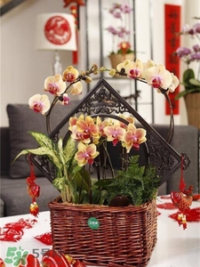 過(guò)年買(mǎi)什么花放家里好?過(guò)年家里放什么花好?