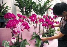 過(guò)年買(mǎi)什么花放家里好?過(guò)年家里放什么花好?