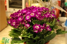 過(guò)年買(mǎi)什么花放家里好?過(guò)年家里放什么花好?