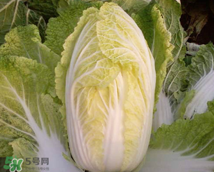 白菜葉子上的小黑點(diǎn)是什么？白菜葉子上有黑點(diǎn)能吃嗎？