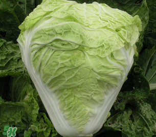 白菜葉子上的小黑點(diǎn)是什么？白菜葉子上有黑點(diǎn)能吃嗎？