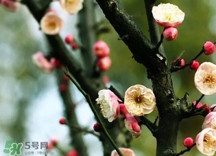 正月是臘月嗎？正月和臘月是幾月？