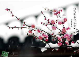 梅花可以放臥室嗎？梅花放在臥室風水好嗎？
