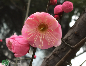 梅花可以放臥室嗎？梅花放在臥室風水好嗎？