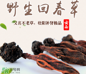 回春草多少錢一斤？回春草多少錢一克？