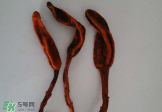 回春草有什么功效？回春草的功效與作用 