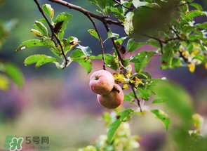 野蘋果可以泡酒嗎？野蘋果泡酒有什么功效？