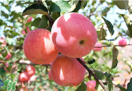 面蘋果和脆蘋果有什么區(qū)別？面蘋果和脆蘋果哪個(gè)營養(yǎng)大？