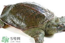 有乙肝可以吃甲魚嗎？乙肝患者禁吃甲魚