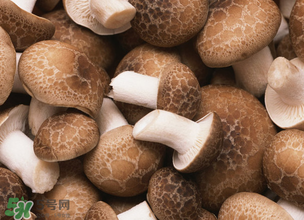 一歲寶寶可以吃香菇嗎？寶寶多大可以吃香菇？